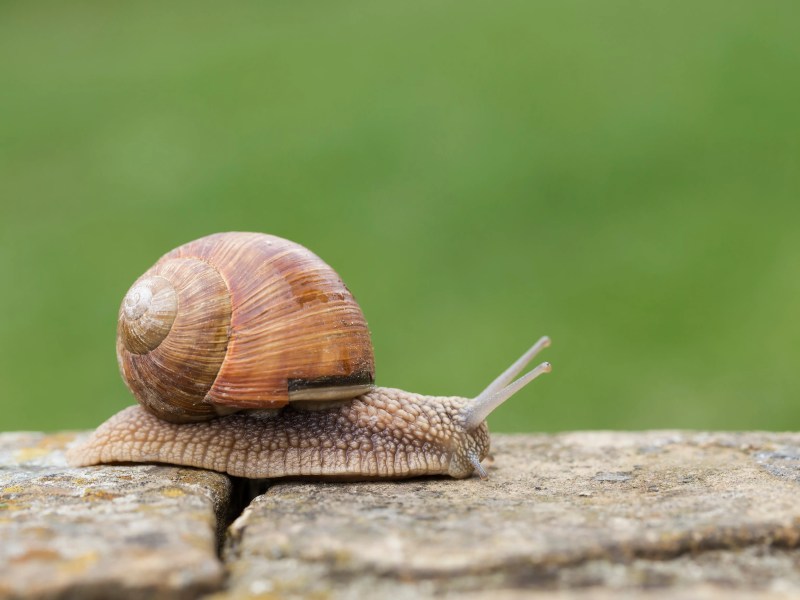 Schnecke mit Schneckenhaus krabbelt auf einem Stein