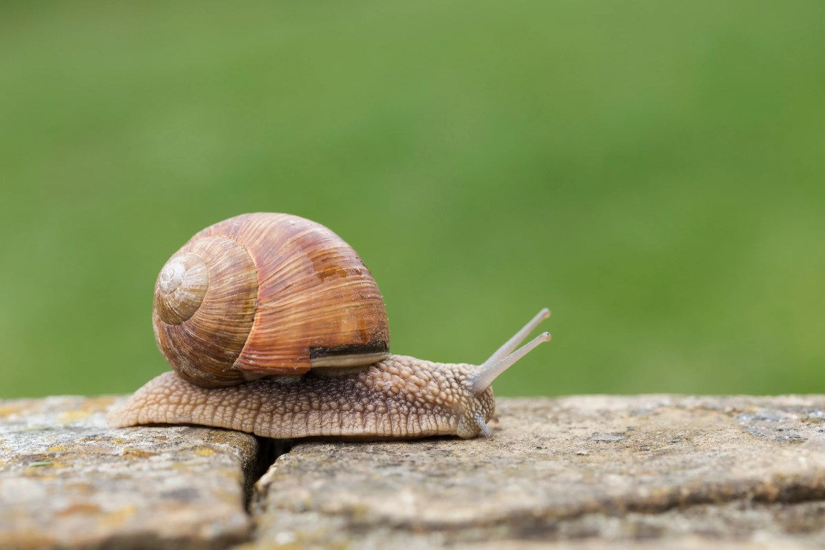 Schnecke mit Schneckenhaus krabbelt auf einem Stein
