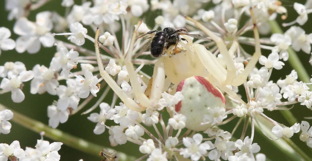 Weiße Veränderliche Krabbenspinne frisst Biene auf weißen Blüten