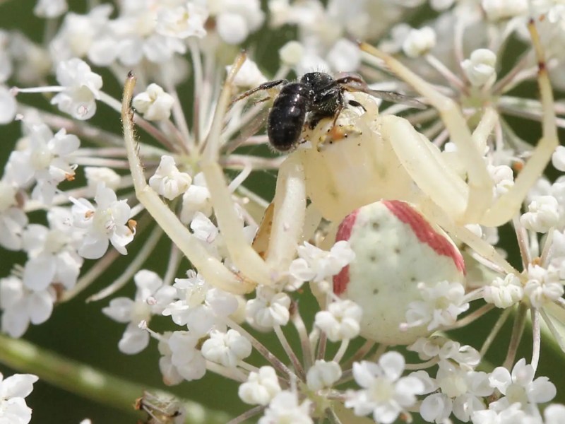 Weiße Veränderliche Krabbenspinne frisst Biene auf weißen Blüten