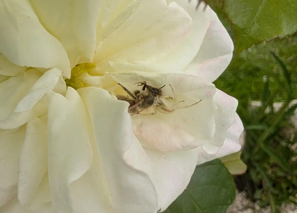 Krabvbenspinne frisst Biene in weißer Rose