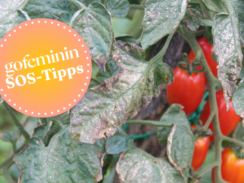 Mehltau auf Tomatenpflanze