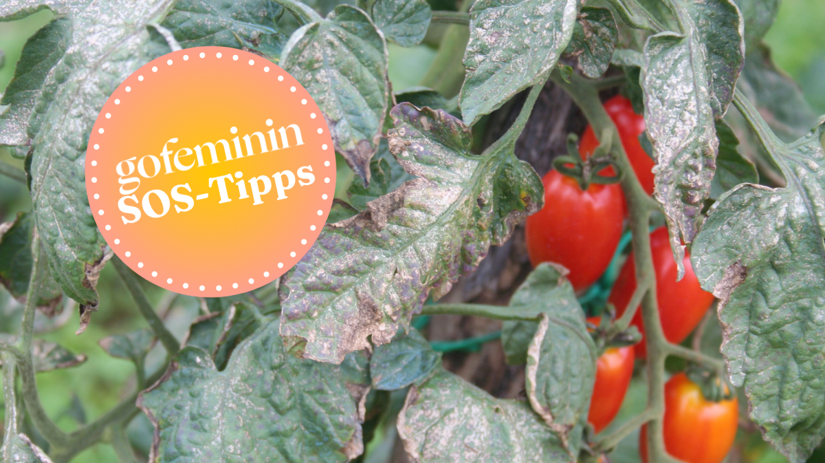 Mehltau auf Tomatenpflanze
