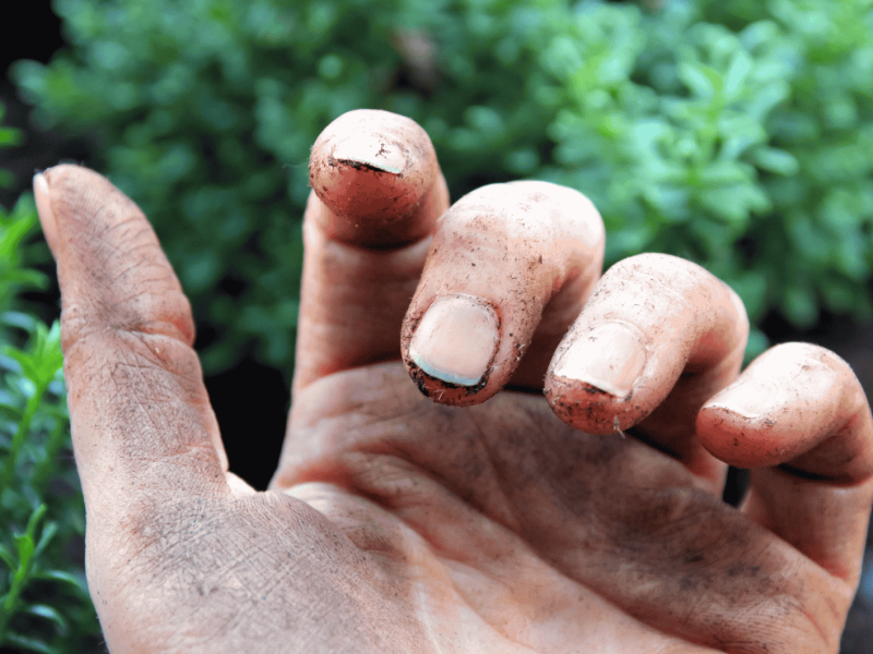 Schmutzige Fingern&auml;gel nach Gartenarbeit.
