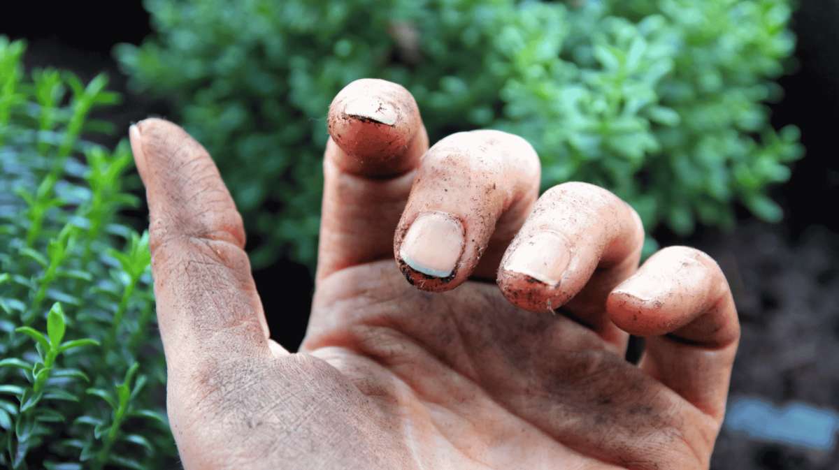 Schmutzige Fingernägel nach Gartenarbeit.