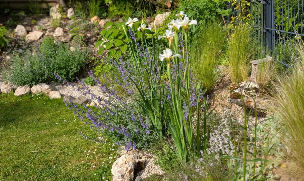 Staudenbeet mit wei&szlig;er Iris, Katzenminze und Tyhmian.