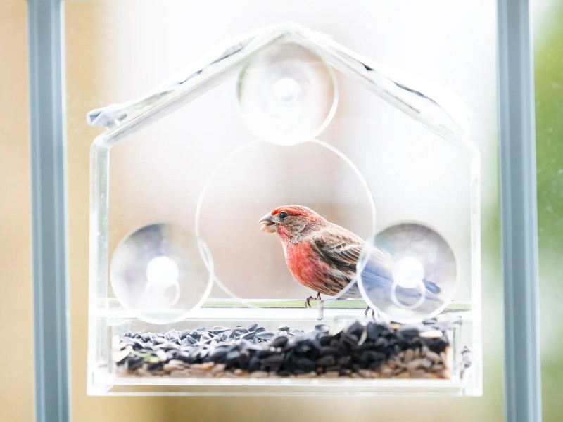 Durchsichtiges Vogelfutterhaus an Scheibe, ein Vogel sitzt drin.