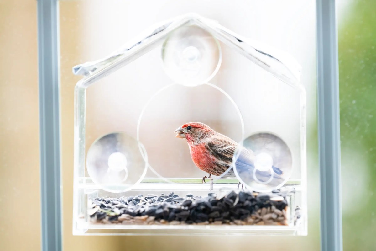 Durchsichtiges Vogelfutterhaus an Scheibe, ein Vogel sitzt drin.