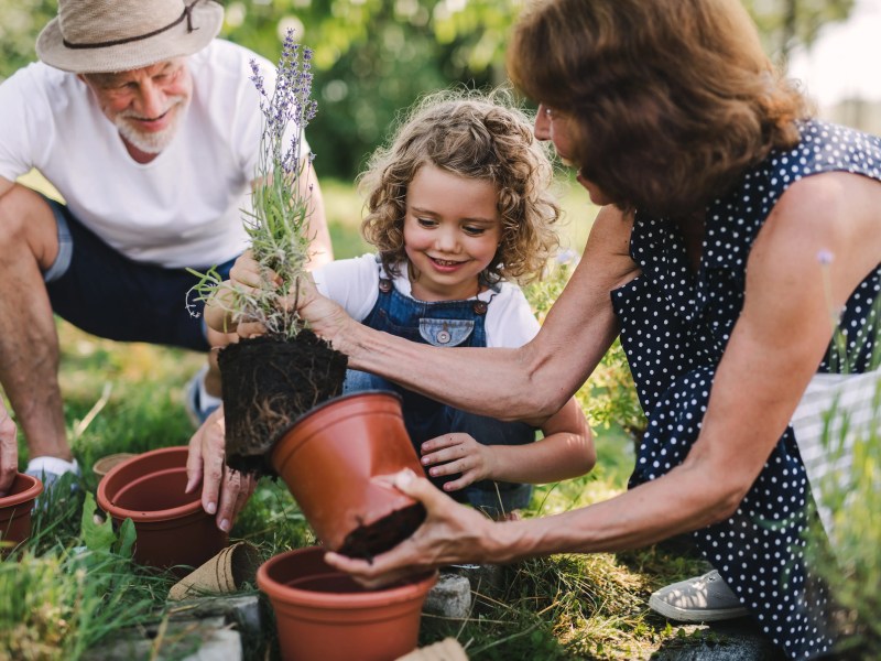 Oma, Opa und Enkeltochter pflanzen im Garten eineTopfpflanze.