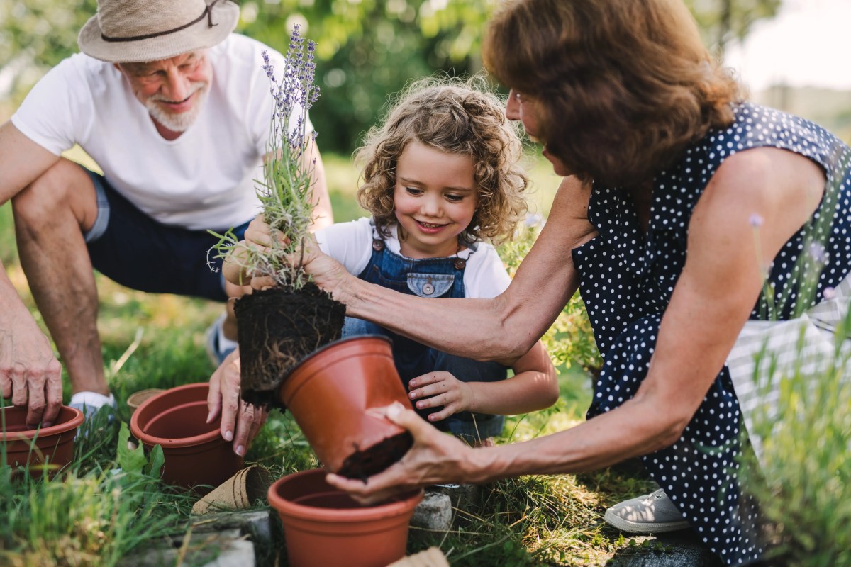 Oma, Opa und Enkeltochter pflanzen im Garten eineTopfpflanze.